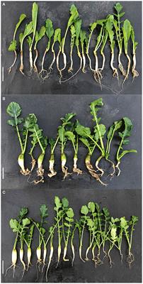 Identification of Novel Locus RsCr6 Related to Clubroot Resistance in Radish (Raphanus sativus L.)